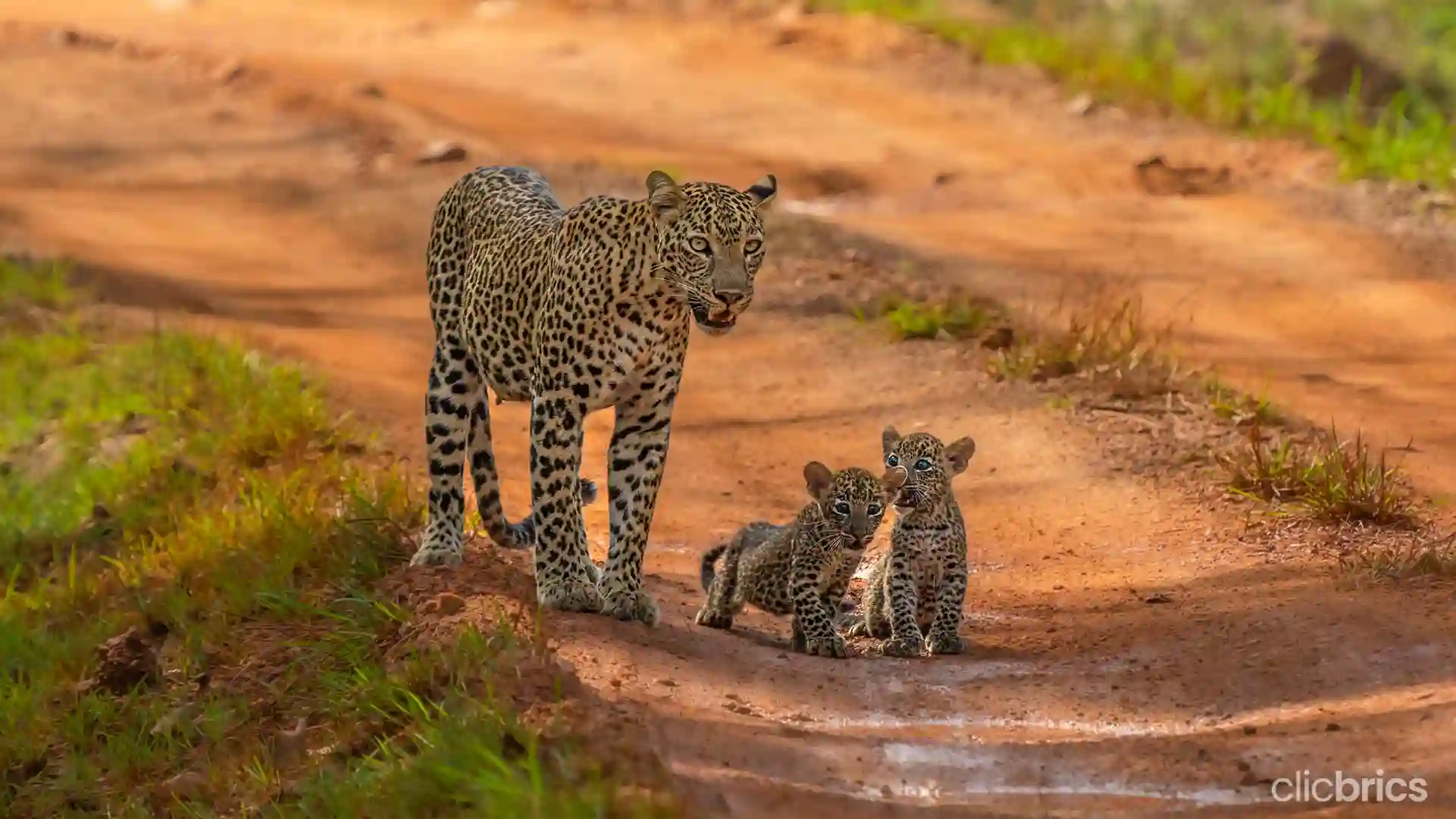 national parks in India